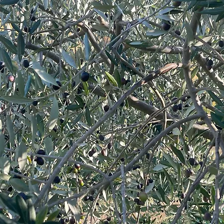 Bio Il Vigno Gospodarstwo wiejskie